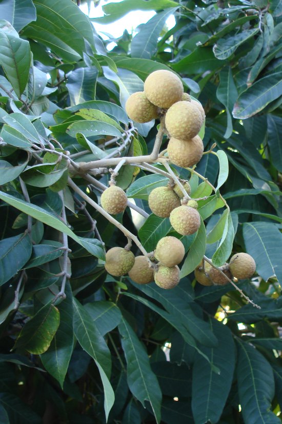 fruto longan