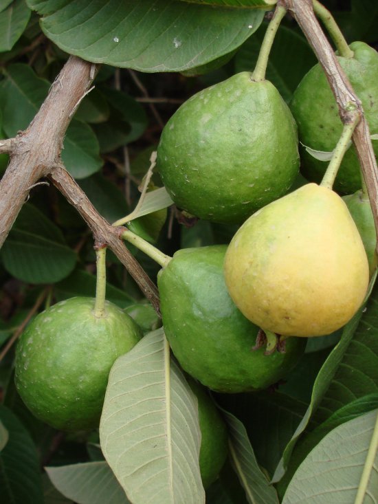 guayabo limon